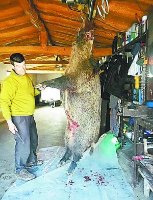 Cazan un jabalí de 122 kilos en Lazkao
